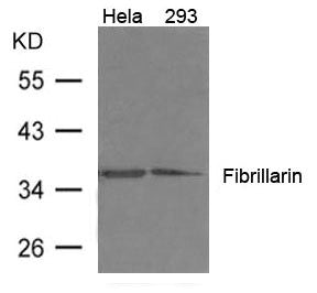 FBL Antibody
