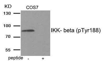 Phospho-IKBKB (Tyr188) Antibody