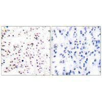 MCM5 Antibody