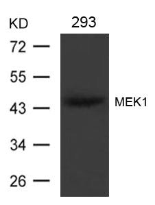 MAP2K1 (Ab-221) Antibody