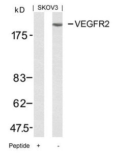 KDR (Ab-951) Antibody