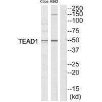 TEAD1 Antibody