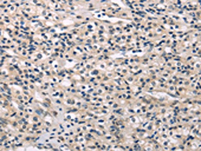 MED28 Antibody