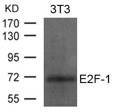 E2F1 Antibody