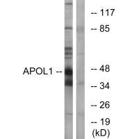 APOL1 Antibody