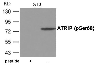 Phospho-ATRIP (Ser68) Antibody