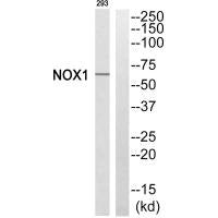 NOX1 Antibody