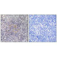 XRCC3 Antibody