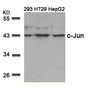 JUN (Ab-239) Antibody