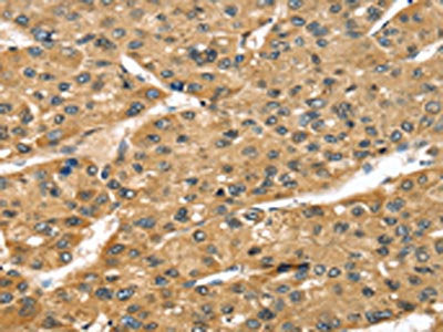 STX8 Antibody