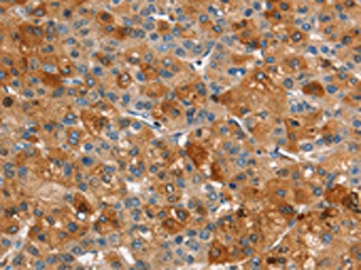 ARPC2 Antibody