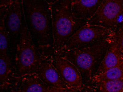 ERBB3 (Ab-1289) Antibody