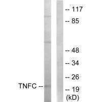 LTB Antibody