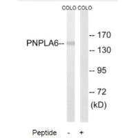 PNPLA6 Antibody