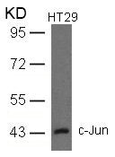 JUN (Ab-93) Antibody