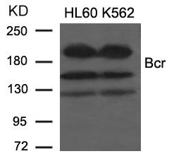 BCR (Ab-177) Antibody