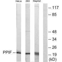 PPIF Antibody