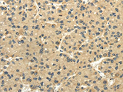 TULP2 Antibody