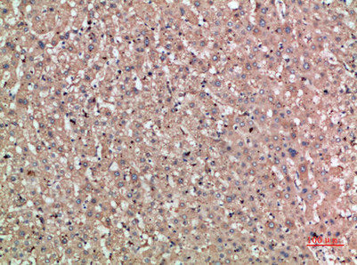 NOG Antibody