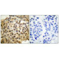 MAPK3 Antibody