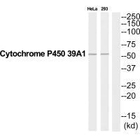 CYP39A1 Antibody