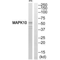 MAPK10 Antibody