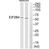 EIF2B4 Antibody