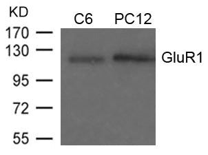 GRIA1 (Ab-849) Antibody