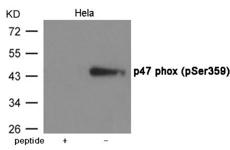 Phospho-NCF1 (Ser359) Antibody