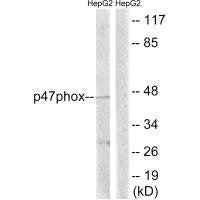 NCF1 (Ab-345) Antibody