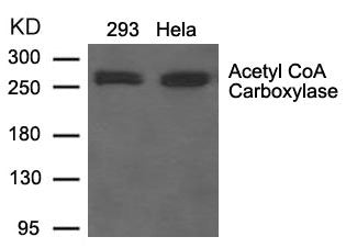 ACACA Antibody