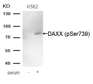 Phospho-DAXX (Ser739) Antibody