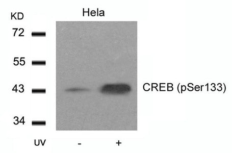 Phospho-CREB1 (Ser133) Antibody