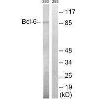 BCL6 (Ab-333) Antibody