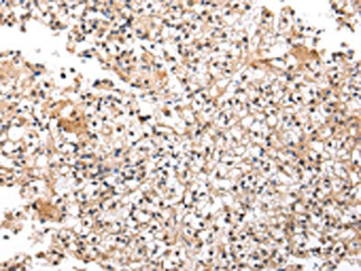 UXT Antibody