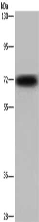 KCND3 Antibody