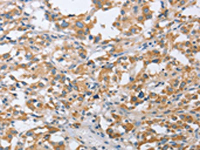 CENPO Antibody