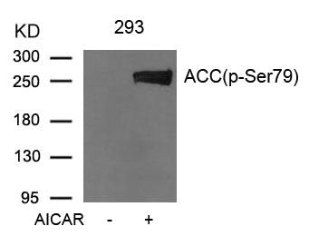 Phospho-ACACA (Ser79) Antibody