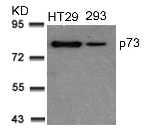 TP73 (Ab-99) Antibody