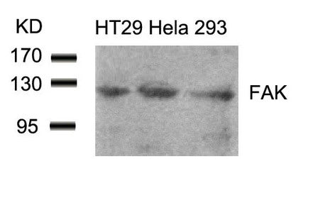 PTK2 (Ab-861) Antibody