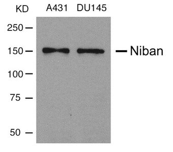 FAM129A Antibody