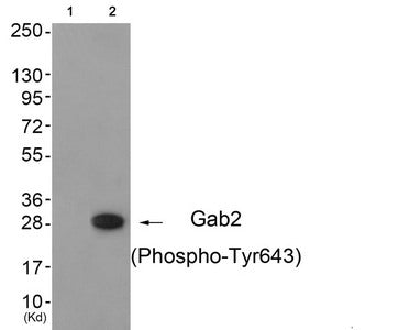 Phospho-GAB2 (Tyr643) Antibody