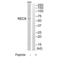 REC8 Antibody