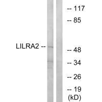 LILRA2 Antibody