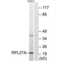 RPL27A Antibody