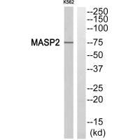 MASP2 Antibody