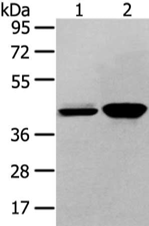 VASH2 Antibody