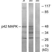 MAPK1 Antibody