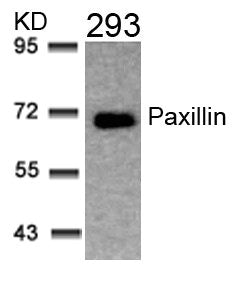 PXN (Ab-31) Antibody