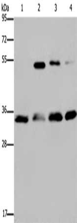 HMGN5 Antibody